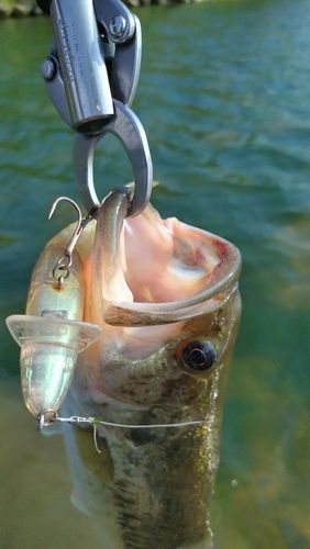 ラージマウスバスの釣果