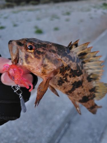 タケノコメバルの釣果