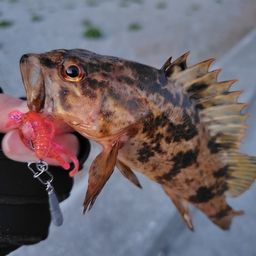 タケノコメバル