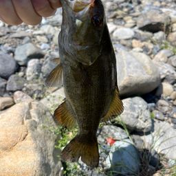 スモールマウスバス