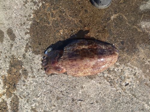 モンゴウイカの釣果
