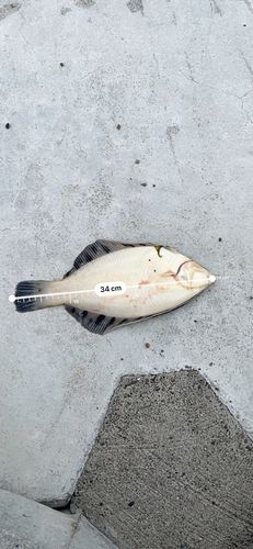 クロガシラガレイの釣果