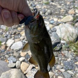 スモールマウスバス