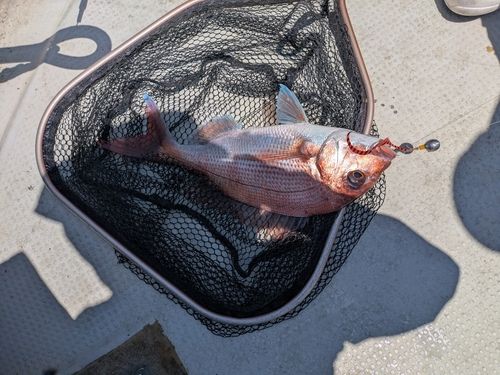 マダイの釣果