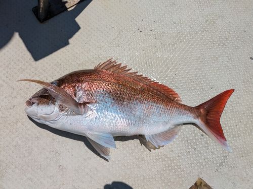 マダイの釣果
