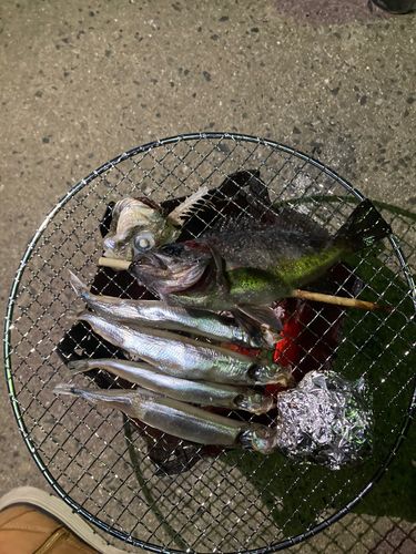 シロメバルの釣果