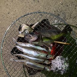 シロメバル