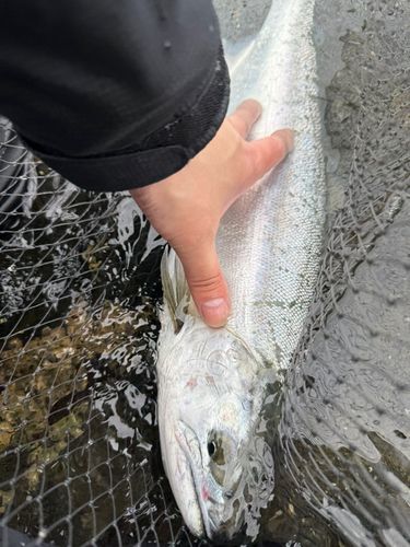 ウミサクラの釣果