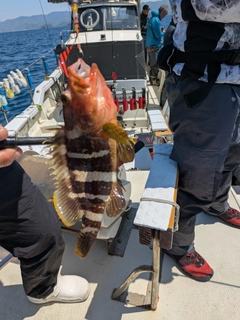 アオハタの釣果