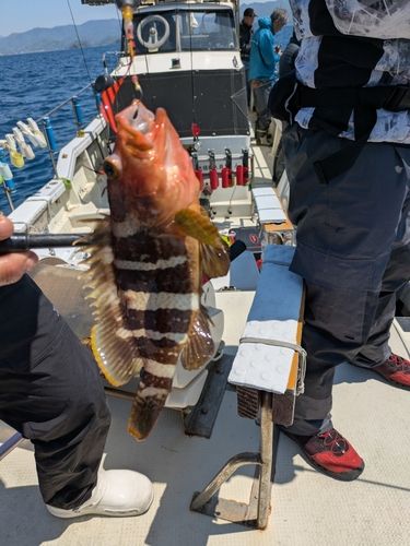 アオハタの釣果