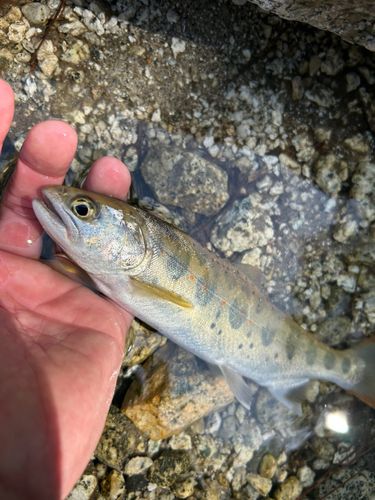 アマゴの釣果