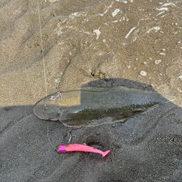 シタビラメ