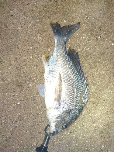 キビレの釣果