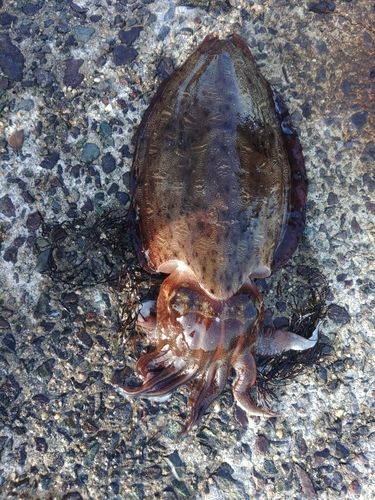 コウイカの釣果