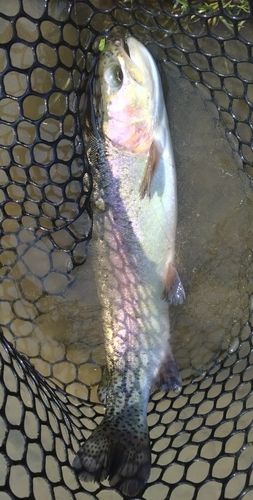 ニジマスの釣果