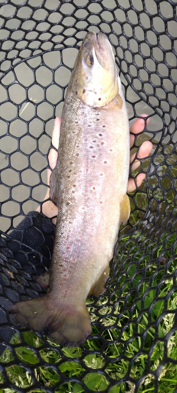 ブラウントラウト