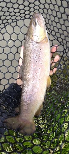 ブラウントラウトの釣果