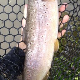 ブラウントラウト