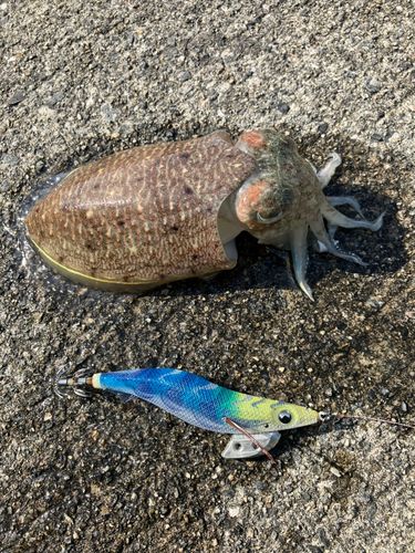 ハリイカの釣果