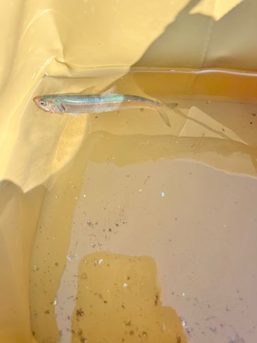 カタクチイワシの釣果