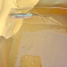 カタクチイワシ