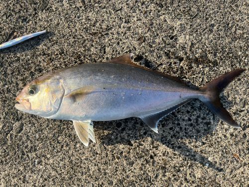 ネリゴの釣果