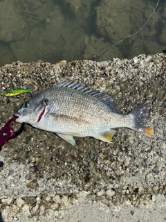 キビレの釣果