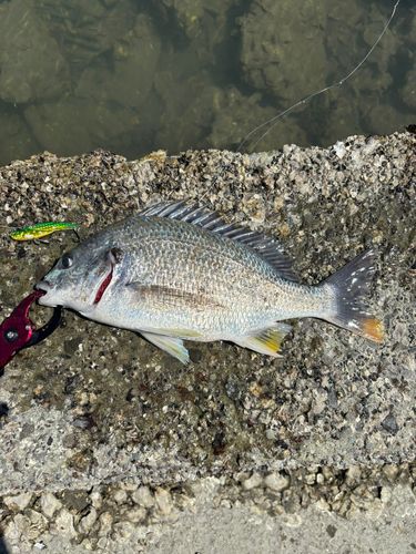 キビレの釣果