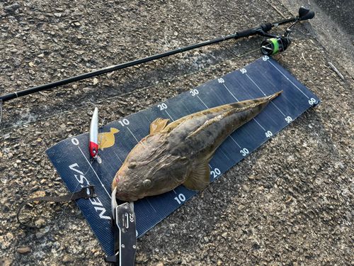 マゴチの釣果