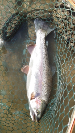 ニジマスの釣果