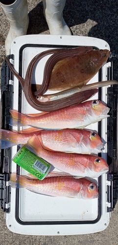 アマダイの釣果