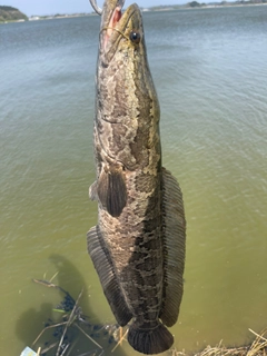 ライギョの釣果