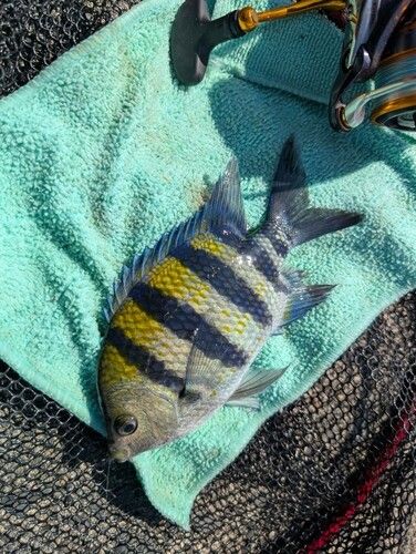 オヤビッチャの釣果
