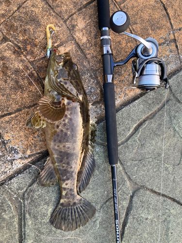 チャイロマルハタの釣果
