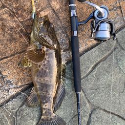 チャイロマルハタ