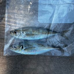 アジ
