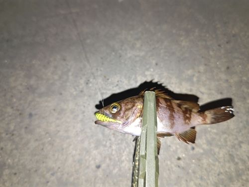 トラウトの釣果