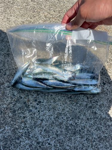 サバの釣果