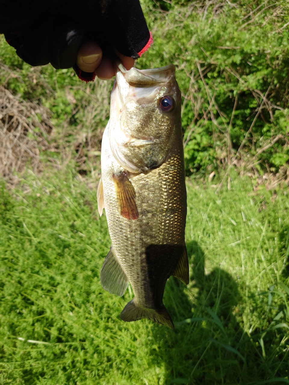 DAIWA 21ブレイゾン C68L-2・BFの最安値・インプレ・釣果 | 本音 DAIWA 21ブレイゾン C68L-2・BFの最安値・インプレ・釣果 | 本音