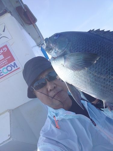 グレの釣果