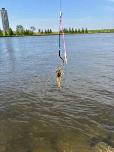 テナガエビの釣果
