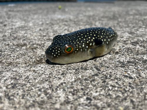 クサフグの釣果