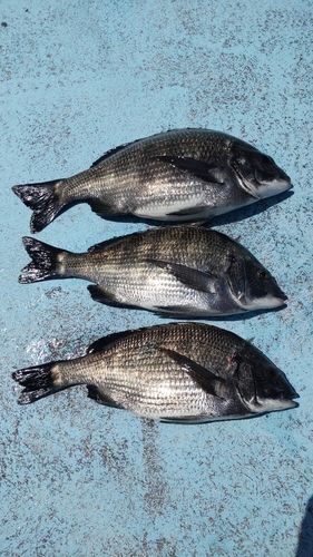 クロダイの釣果