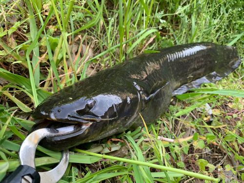 ナマズの釣果
