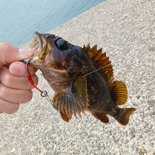 ムラソイの釣果