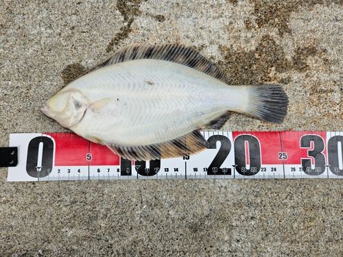クロガシラガレイの釣果
