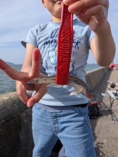 ハゼの釣果