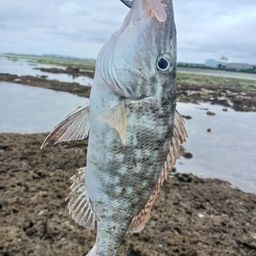 キツネフエフキ