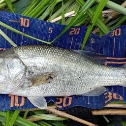 ラージマウスバス