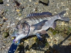 クロダイの釣果